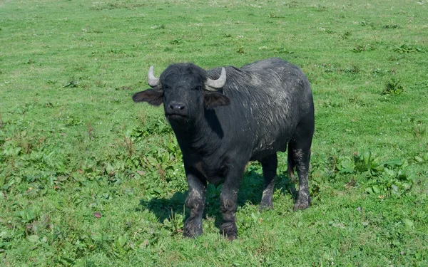 Schwarzer Büffel Steht Auf Einer Weide — Stockfoto