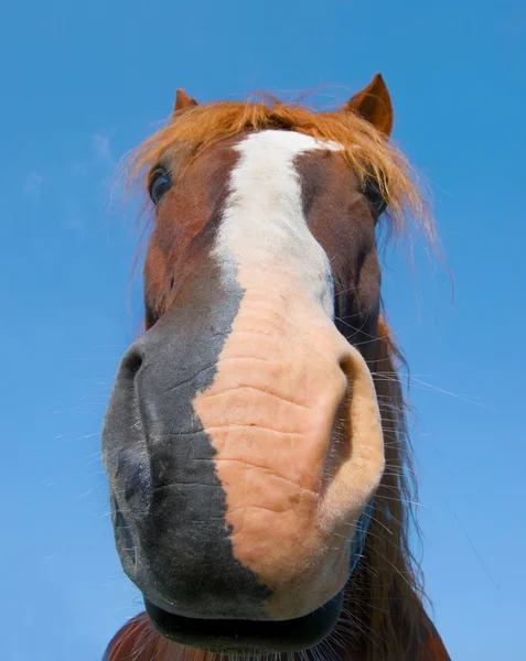 Επικεφαλής Της Άλογο Κάστανο Είναι Φόντο Ουρανό — Φωτογραφία Αρχείου
