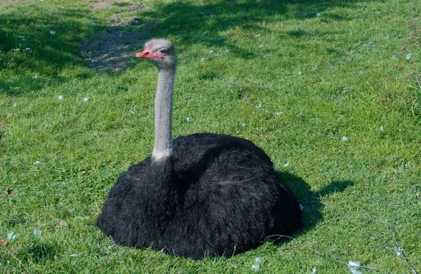 Male Ostrich Greenery Grass — Stock Photo, Image