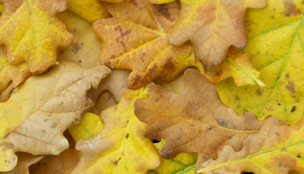 Folhas Outono Envelhecidas Fechar — Fotografia de Stock