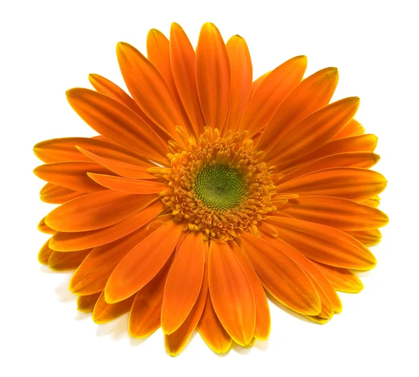 stock image Orange gerbera isolated on a white background