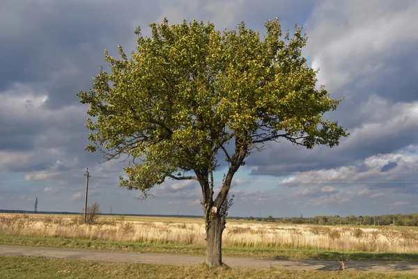 Nuvens Trovão Estão Acima Uma Única Árvore — Fotografia de Stock