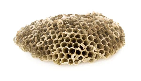 スズメバチの蜂の巣 — ストック写真