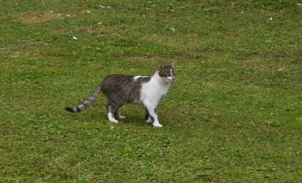 猫が芝生のため逃した — ストック写真