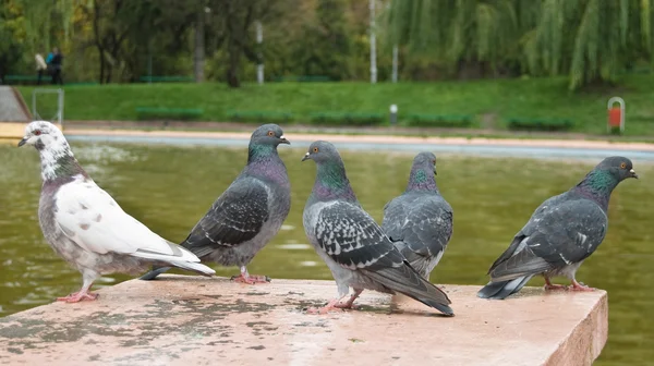 Cinco pombos — Fotografia de Stock