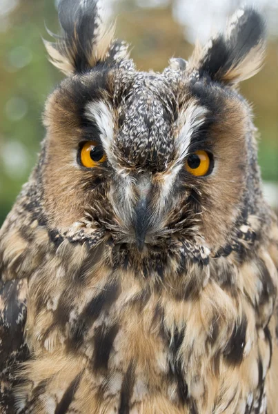 stock image Portrait of a Great Horned Owl.