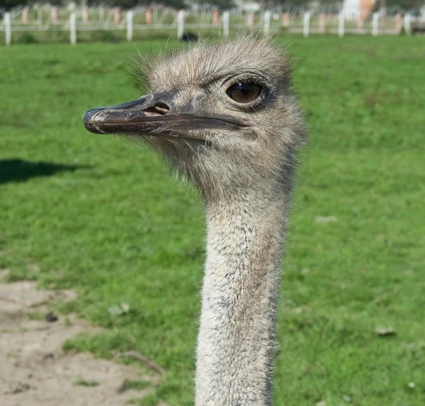 Horned ostrich — Stock Photo, Image