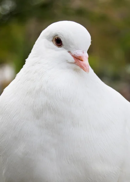 Olhar Pombo Branco — Fotografia de Stock