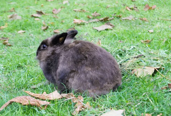 stock image Little rabbit is on a pasture