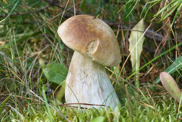 Белый гриб — стоковое фото