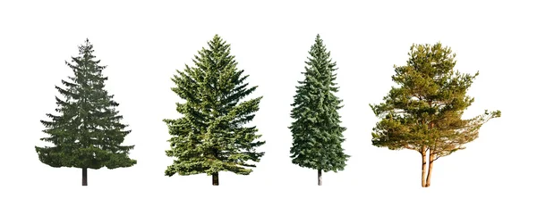 Dört Çam Ağaçları Beyaz Bir Arka Plan Üzerinde Izole — Stok fotoğraf