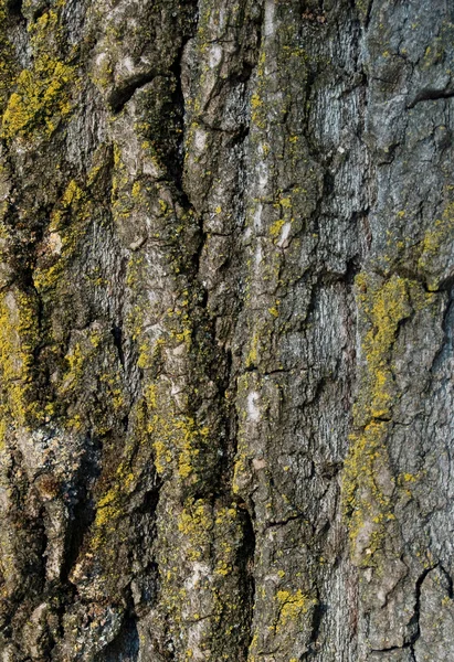 Oak bark background — Stock Photo, Image