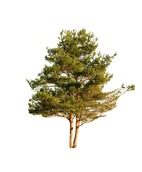 Pine isolated — Stock Photo, Image