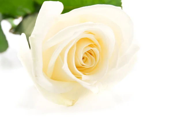白玫瑰在白色的背景上是孤立的 — 图库照片