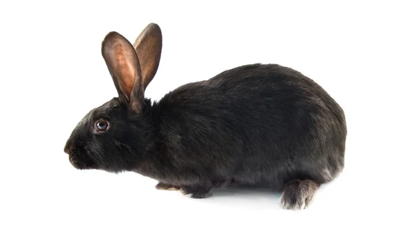 Conejo negro —  Fotos de Stock