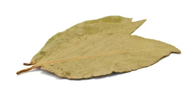 Dry Bay Leaves Isolated White — Stock Photo, Image