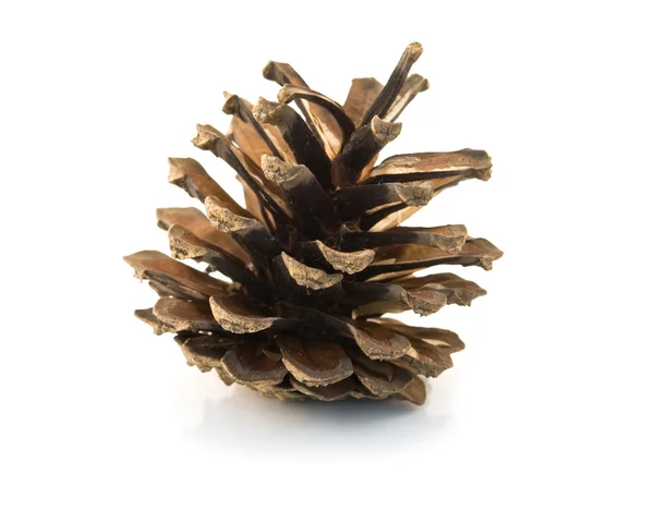 Pine Cone Needles — Stock Photo, Image