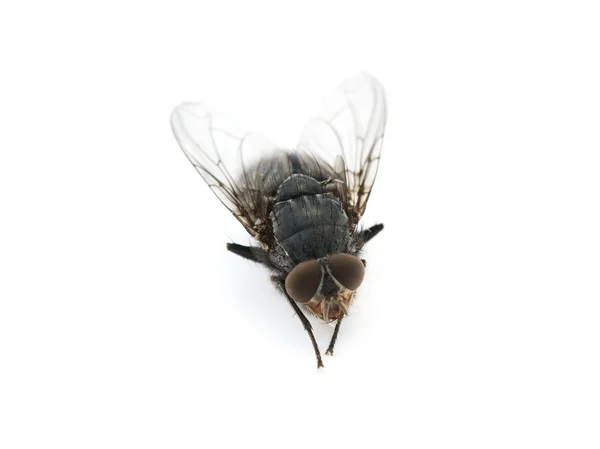 A mosca está isolada — Fotografia de Stock