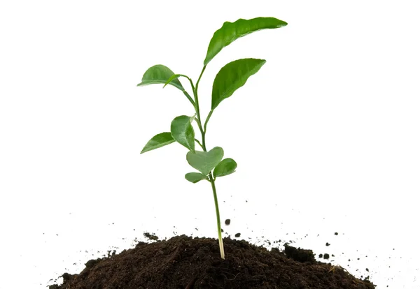 Groene plant groeit — Stockfoto