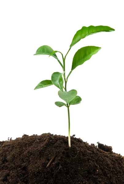 Grüne Pflanze Die Aus Erde Auf Weißem Hintergrund Wächst — Stockfoto