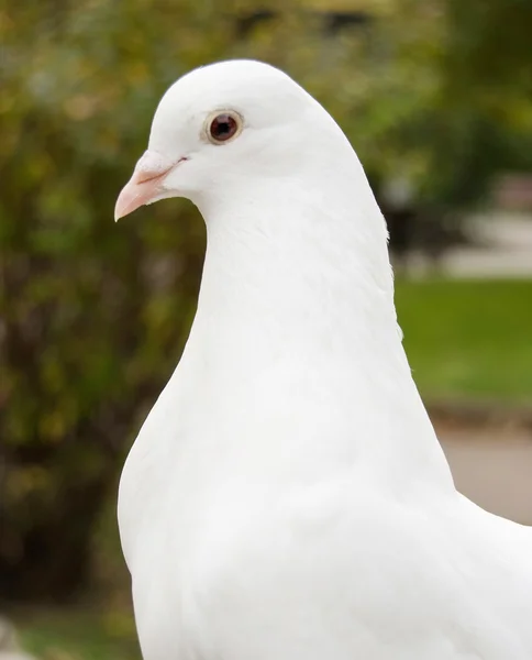 Olhar Pombo Branco — Fotografia de Stock