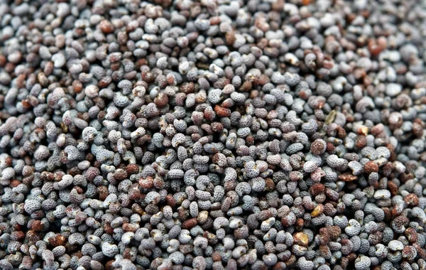 Poppy Seeds — Stock Photo, Image