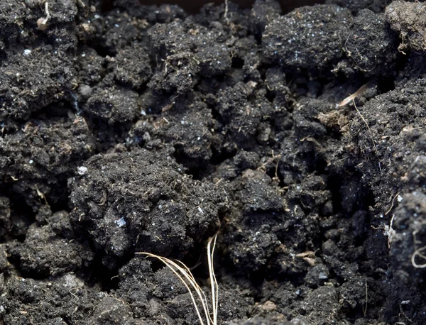 Κοντινό Πλάνο Μίγμα Χώματος Και Λίπασμα — Φωτογραφία Αρχείου
