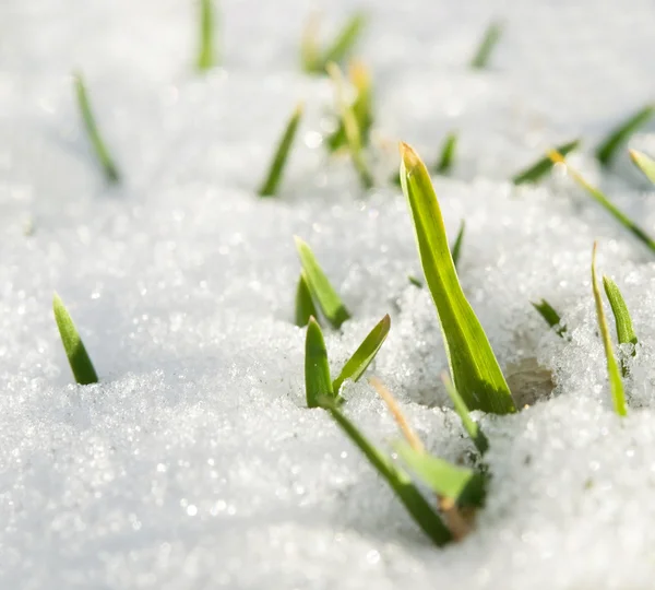 Grass in sneeuw — Stockfoto