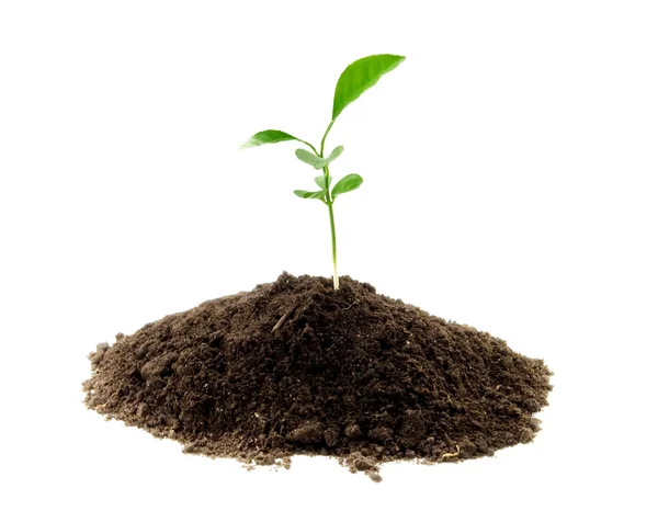 Jovem Planta Verde Crescendo Partir Solo — Fotografia de Stock