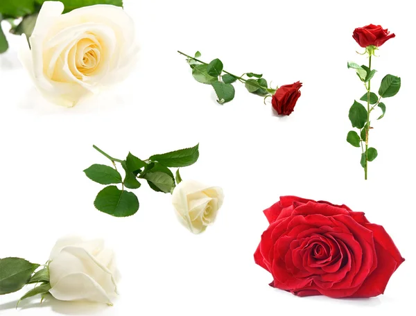 Biało Czerwone Róże Jest Białym Tle — Zdjęcie stockowe