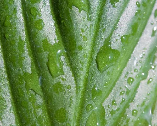 stock image Drops of water are on a leaf