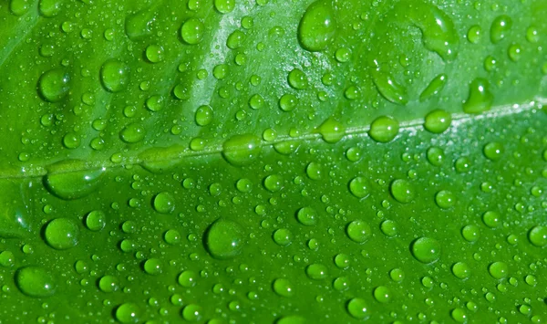 stock image Leaf and drops