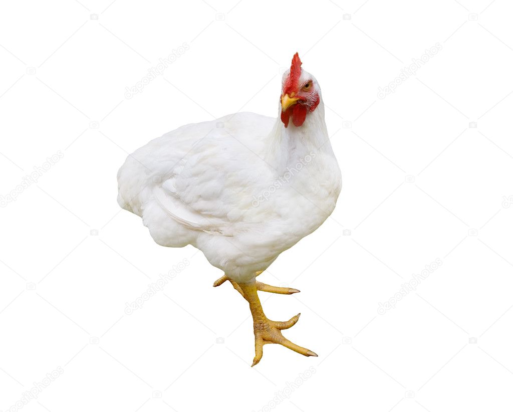 White hen — Stock Photo © PetroP #4972422