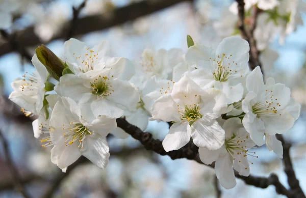 Flowering of cherry — Stock Photo, Image