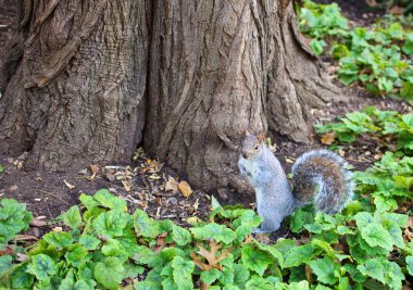 A squrriel in central park new york city clipart