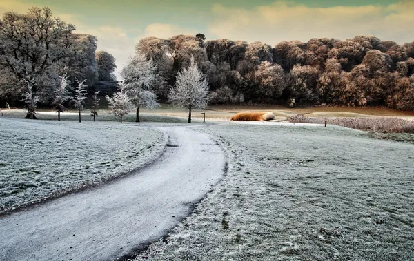 Invierno naturaleza escénica captura de paseo por el bosque en Irlanda — Foto de Stock
