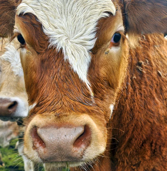 Imagem de perto retrato de uma vaca — Fotografia de Stock
