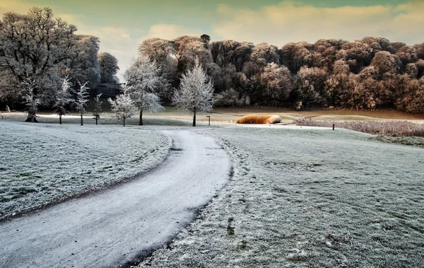 Vintern natursköna fångst av skogen promenad i Irland Stockfoto