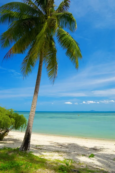 Tropisch strand Stockafbeelding