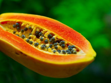 Papaya clipart