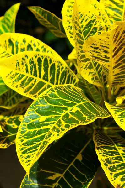 Тропические листья — стоковое фото