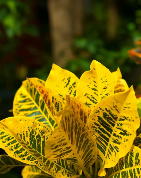 Tropik yapraklar — Stok fotoğraf