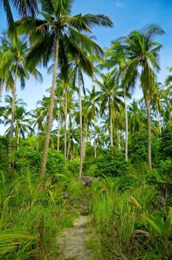 Palmtrees