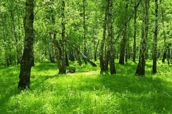 Summer green forest with birch trees.