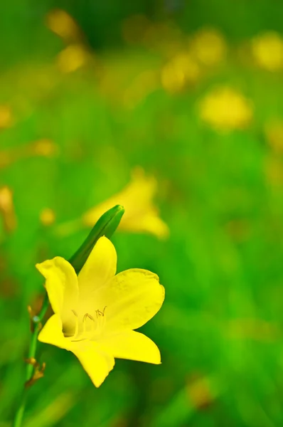 Sarı zambak — Stok fotoğraf