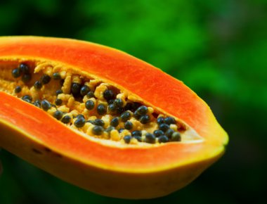 Papaya clipart