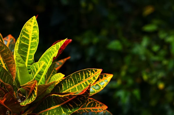 Folhas tropicais — Fotografia de Stock