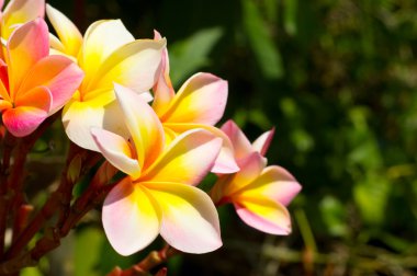 Frangipani