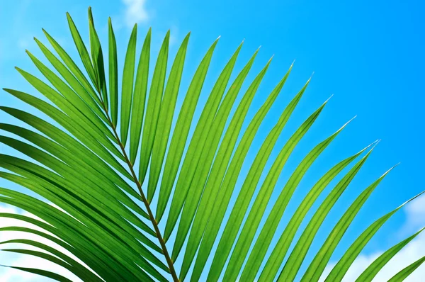 Palmetræ - Stock-foto