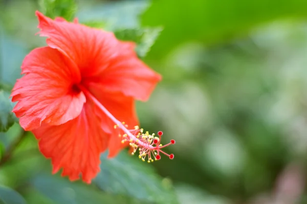Flor roja . — Foto de Stock
